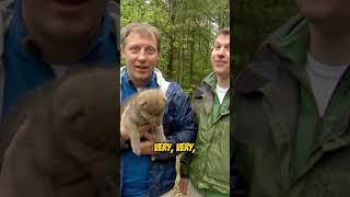 Chris Kratt Teaches a Wolf Pup to Howl!