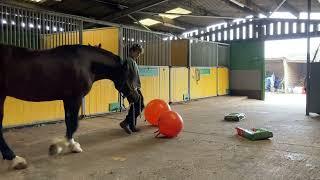 Groundwork with Welsh Stallion Comet