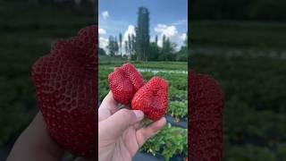 Клубники, сорт Альба....#клубника #альба #music