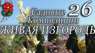 Садовые композиции вдоль забора. Живая изгородь - экран. Курсы, занятие 26.