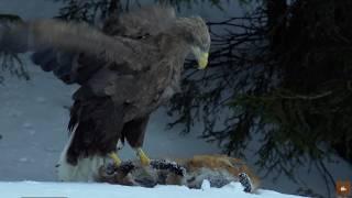 The Legend of the Eagles | Wildlife Documentary - English Subtitles