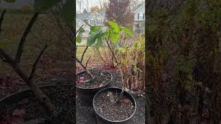 Fig tree in the snow