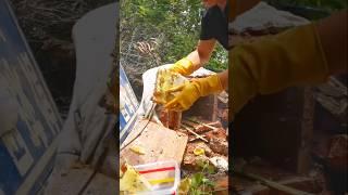 Weekly bee honey harvest from the beehive box  #trending #honey #shorts
