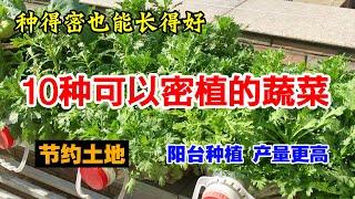 家庭种菜，场地太小怎么办？推荐10种蔬菜，种得密一点也能长得很好|10 kinds of vegetables you can grow more intensively|密植蔬菜