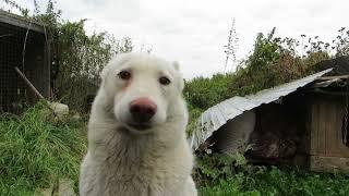 Приехал к собам.Внимание всем сразу