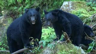 Black Bears: Foraging