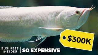 Why Dragon Fish Are So Expensive | So Expensive