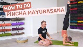 How to do Pincha Mayurasana | Feather of the Peacock or Forearm Balance Pose in Ashtanga Yoga