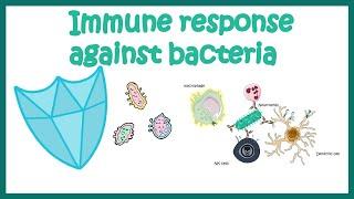 Immune response against Bacteria