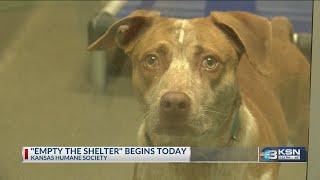 Kansas Humane Society at capacity, hosting “Empty the Shelters” adoption event