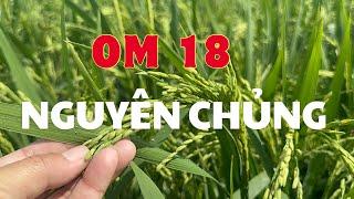 Quy trình sản xuất lúa om 18 nguyên chủng