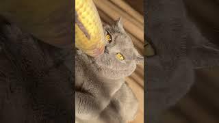 British cat Hulk | no money | #funnycats #shortvideo #motivation #talkingcat #cat #cute #cattv