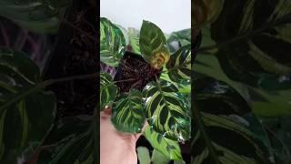 Calathea Plants for sale#calathea  #plants #youtubeshorts#sales #shorts#shortsfeed#video #viralvideo