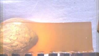 12 Gauge Shotgun Wax Slug vs Ballistic Gelatin