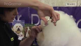 Grooming Guide - Bichon Frisé Show or Competition Trim - Pro Groomer