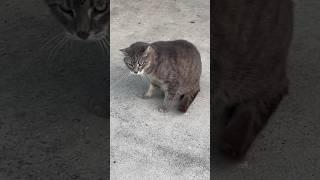 Wild Cat Scratch Fever At Marina Miami Beach #rocknroll #music #cat