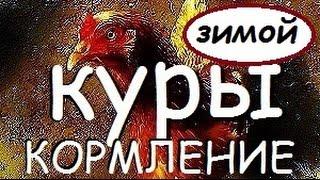 Как и чем кормлю кур несушек зимой чтобы неслись