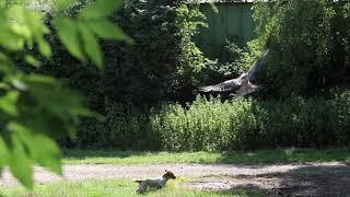 redkite and dog