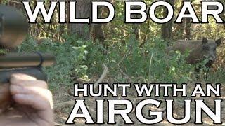 Extreme Airgun Hunting - Wild Boar with a Daystate Wolverine .303