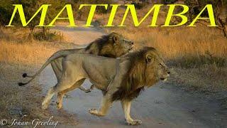 The story of the Matimba coalition of male lions