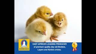 Kenchic Chicks