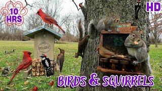 Birds & Squirrels ️10 hours- Uninterrupted | Cat & Dog TV and Background Ambience for Work 