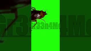 Cockroach Green Screen #shorts #greenscreen #cockroach #dirty #bug