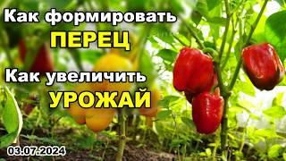 Как ФОРМИРОВАТЬ перец. Формируй ПЕРЕЦ правильно. Увеличиваем УРОЖАЙ перца. Куст за минуту! 03.07.24