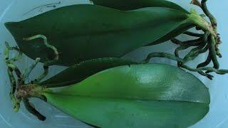 MOST EXTREME ORCHID PROPAGATION - DON'T TRY THIS AT HOME KIDS!