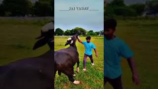 #bull #sadar #sadarfestival #yadav#yadavbrands #viral#trending