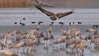 Common Cranes wintering in" Agamon"Hula swamps in Israel