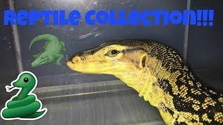 Huge Reptile Collection June 2017