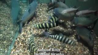 aquarium