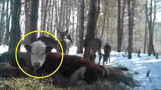 The calf ran away and was found in the forest, look who he was with, incredible