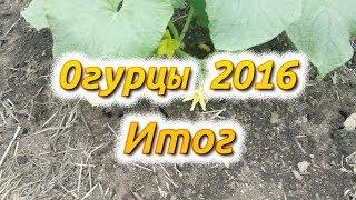 Огурцы 2016 итог