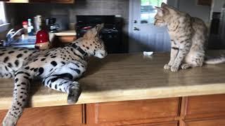 African Serval hanging out in the Kitchen