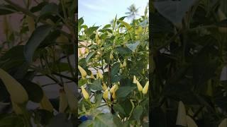 Buah lebat Cabai dalam polibag di teras rumah #cabai #gardening #urbanfarming