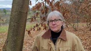 American Chestnut Enthusiasts Share Why It Matters – Tracey Coulter