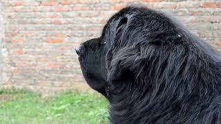 Labrador and Newfoundland Dogs in the Backyard