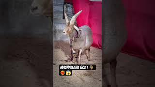 ATIK GOAT FORM 