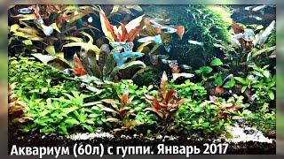 Аквариум c  гуппи и СО2.   январь 2017