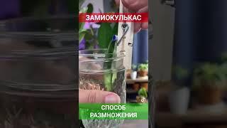 Способ размножения замиокулькаса.