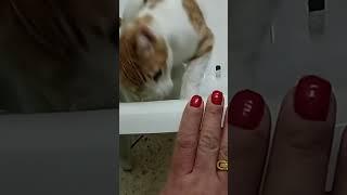 #shorts# #cat#
