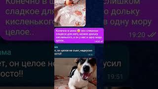 Признавайтесь, чьи родители грешат саботажем #юмор #собака #кот #животные #милота