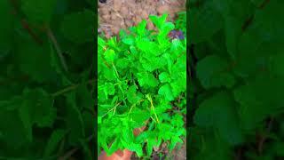 #mint #podina #pIants #mango #mangoes #gardening #Hpodina 11/06/2024
