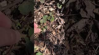 Fruiting ground cover!  Creeping Raspberry, Rubus pentalobus. Formosan Carpet Raspberry. #gardening