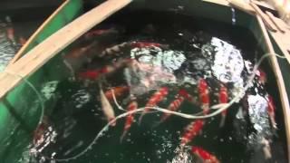 Yamamatsu Koi Farm 2015