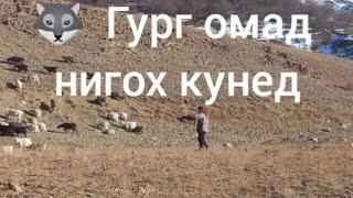 Гург тори кухба э ана омад