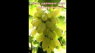 Сорт винограда Долгожданный-УДАЧА знаменитого селекционера В.Н.Крайнова-создателя чудесных сортов!!!