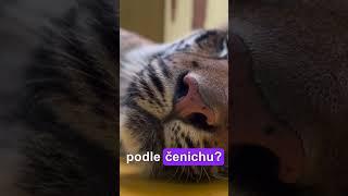 Poznáte šelmu pouze podle čenichu? #hádanka #kočky